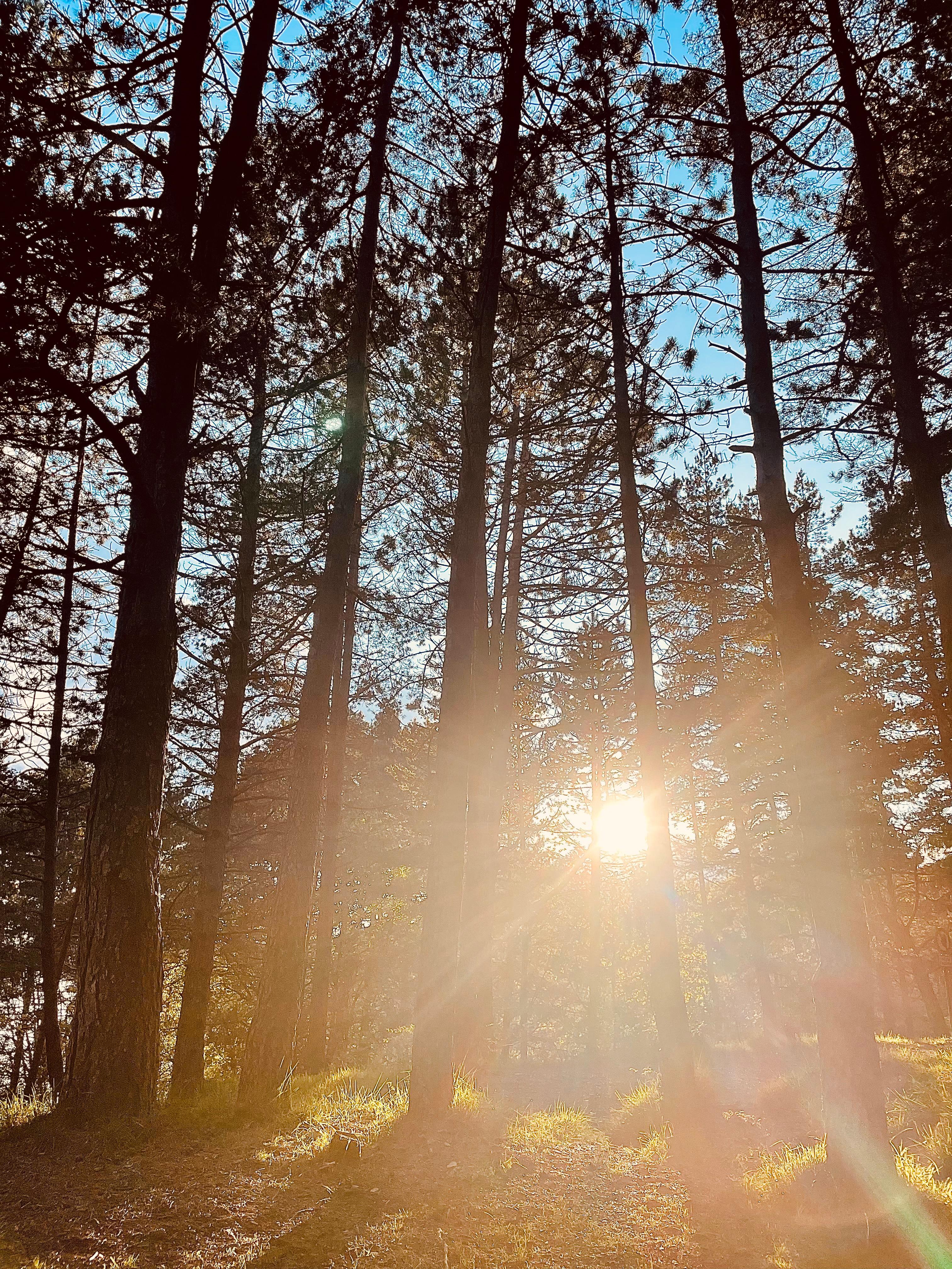 Sun coming through the trees